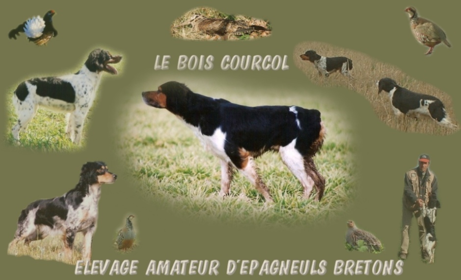 Bienvenue au Bois Courcol ...  Welcome to Bois Courcol ...